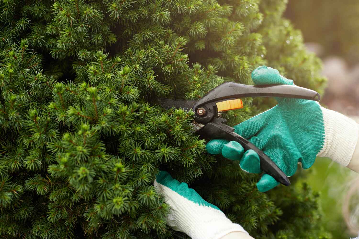 Best Arborist Services Near Me  in USA